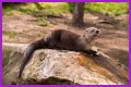 10 Terrifying And Deadly Predators You've Never Heard Of