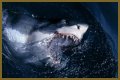 15 Animals Surprisingly More Deadly Than Sharks