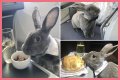 Bunny in a bow tie lives the high life flying business class with owner and being served nuts by stewardesses