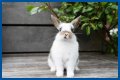 Do rabbits eat caladiums?