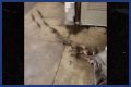 Rats Run Out From Under Homeless Person's Blanket on NYC Subway Platform